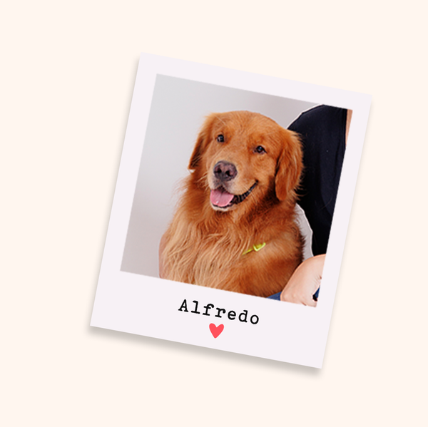 Brinde Foto Polaroid Personalizada - Meu Pet